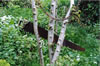 Tree Circus1