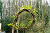 Tree Circus2