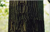 Tree Graffiti: kant 
