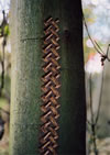 Tree Graffiti: pattern #1